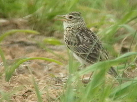 佐久で観られる鳥たち 4 6月